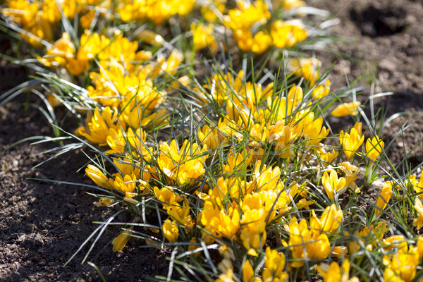 Stockfoto: Krokus · bloeien · voorjaar · stad · park · macro