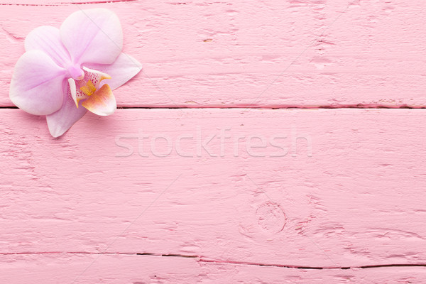 Pink orchid. Stock photo © gitusik