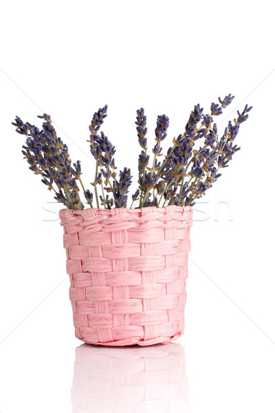 Lavender. Stock photo © gitusik