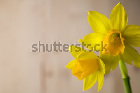 Stockfoto: Narcissen · Geel · gekleurd · Pasen · wenskaart · bloem