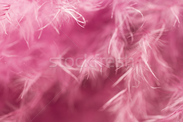 Purple feather abstract background. Studio macro shoot. Stock photo © gitusik
