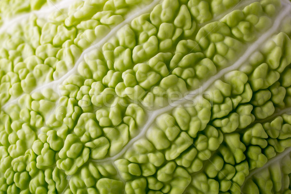 Cabbage. Stock photo © gitusik