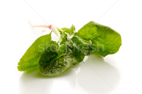 Spinaci radici bianco foglia impianto verdura Foto d'archivio © gitusik