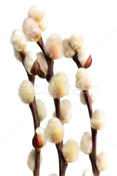 Grande macio páscoa isolado branco silhueta Foto stock © gitusik