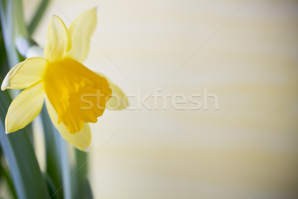 Foto stock: Narcisos · amarelo · páscoa · cartão · flor