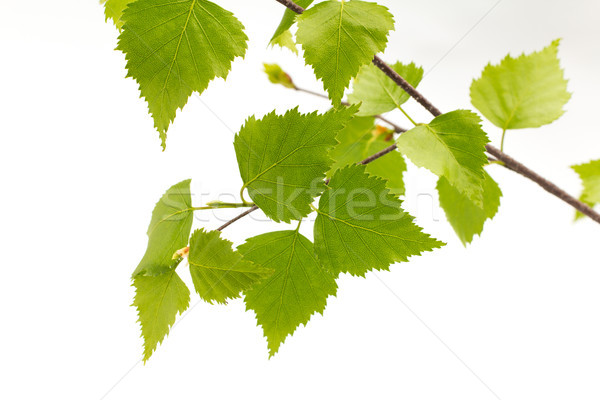 Betulla foglie albero isolato bianco giardino Foto d'archivio © gitusik