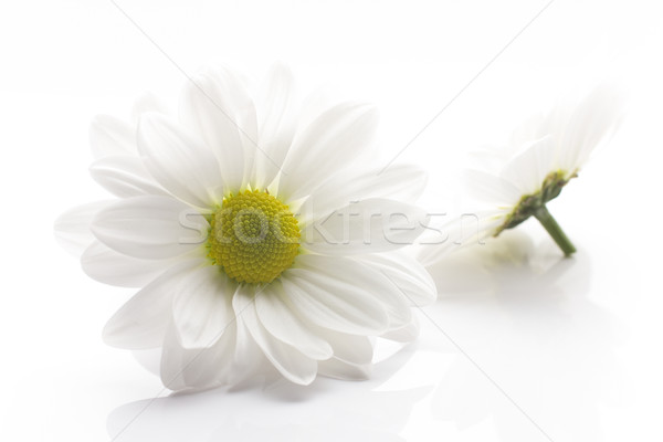 Beyaz krizantem yalıtılmış beyaz arka plan çiçek çiçekler Stok fotoğraf © gitusik