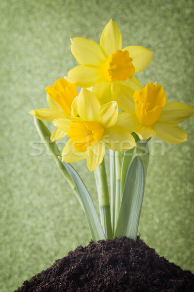 Zdjęcia stock: żonkile · żółty · kolorowy · Wielkanoc · kartkę · z · życzeniami · kwiat