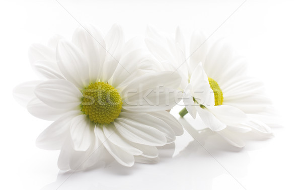 Witte chrysant geïsoleerd witte achtergronden bloem bloemen Stockfoto © gitusik