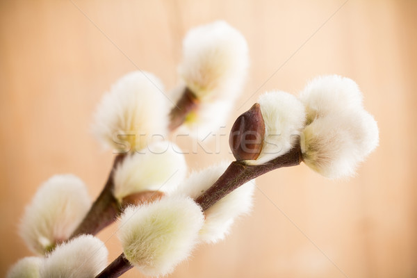 Catkins. Stock photo © gitusik