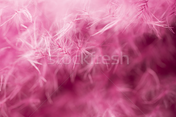 紫色 羽毛 抽象 工作室 宏 商業照片 © gitusik