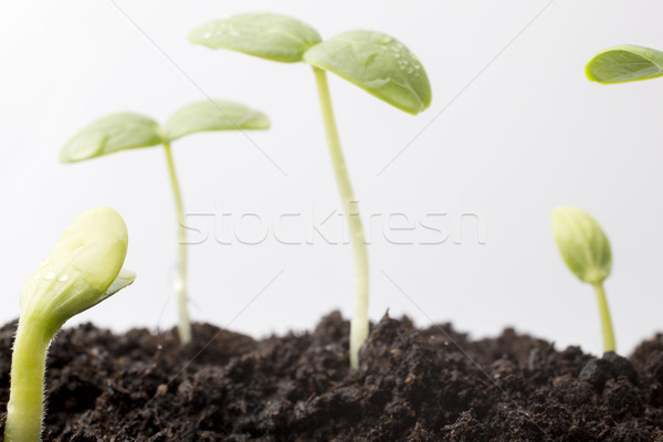 Tohumları büyümüş genç fidan bahar yaprak Stok fotoğraf © gitusik