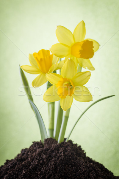 Narcissen Geel gekleurd Pasen wenskaart bloem Stockfoto © gitusik