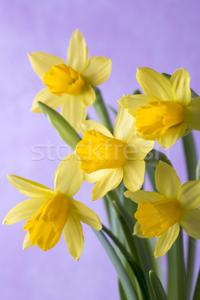 Stockfoto: Narcissen · Geel · gekleurd · Pasen · wenskaart · bloem