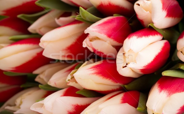 Stock photo: Tulips.
