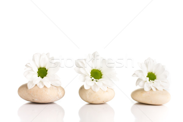 Spa pietre flori izolat alb abstract Imagine de stoc © gitusik