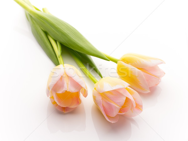 Stock photo: Tulips.