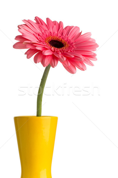 Gerbera. Stock photo © gitusik