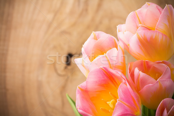 Tulpen floral Blumen Frühling Blatt Schönheit Stock foto © gitusik