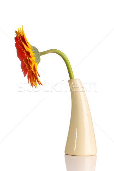 Gerbera. Stock photo © gitusik