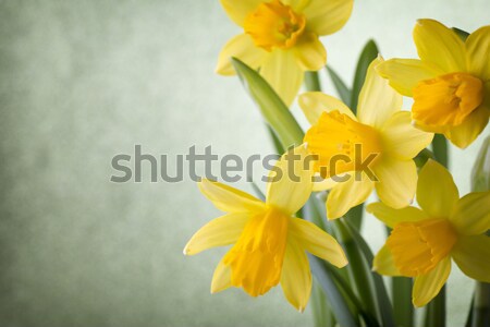 Narcissen Geel gekleurd Pasen wenskaart bloem Stockfoto © gitusik