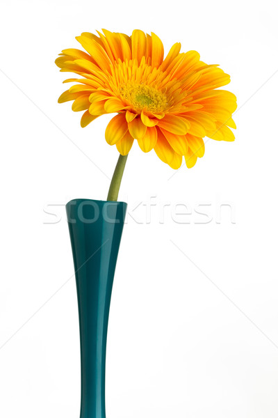 Stock fotó: Váza · izolált · fehér · virágok · tavasz · terv