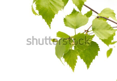 Nyírfa levelek fa izolált fehér kert Stock fotó © gitusik