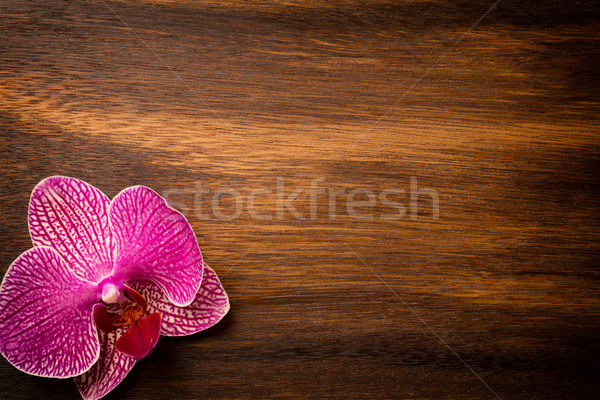 Orchidea rózsaszín virág hegyorom színek stúdió Stock fotó © gitusik