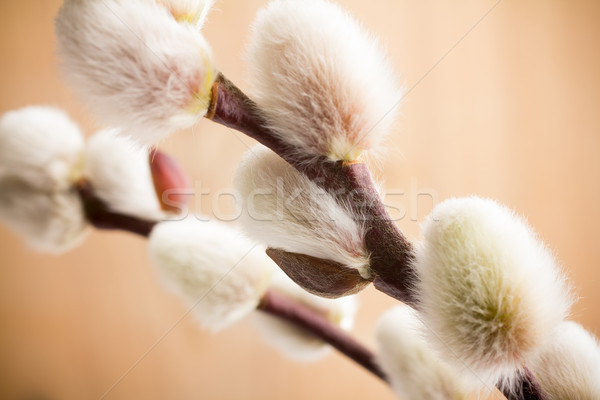 Catkins. Stock photo © gitusik