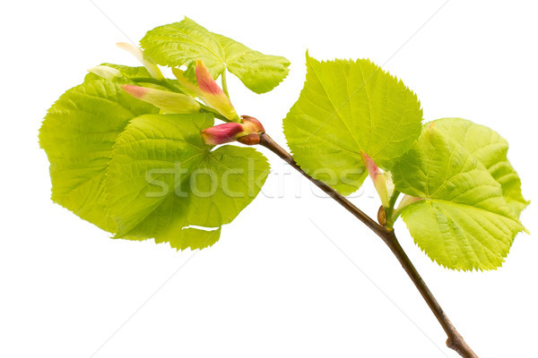 Stock foto: Kalk · Blätter · Baum · isoliert · weiß · Garten