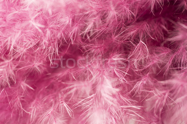Stock photo: Purple feather abstract background. Studio macro shoot.