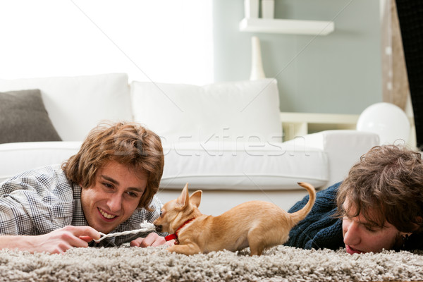 Two young men playing with a pet chihuahua Stock photo © Giulio_Fornasar