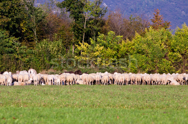 herd of sheeps in eating some grass Stock photo © Giulio_Fornasar