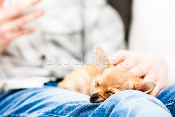 Little chihuahua fast asleep on a mans knee Stock photo © Giulio_Fornasar