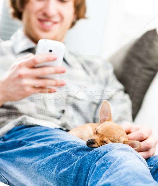 Cute little chihuahua asleep on its masters knee Stock photo © Giulio_Fornasar