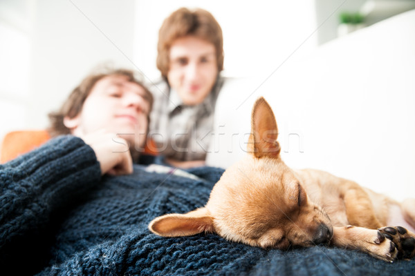 happy couple of men with a little Chihuahua Stock photo © Giulio_Fornasar