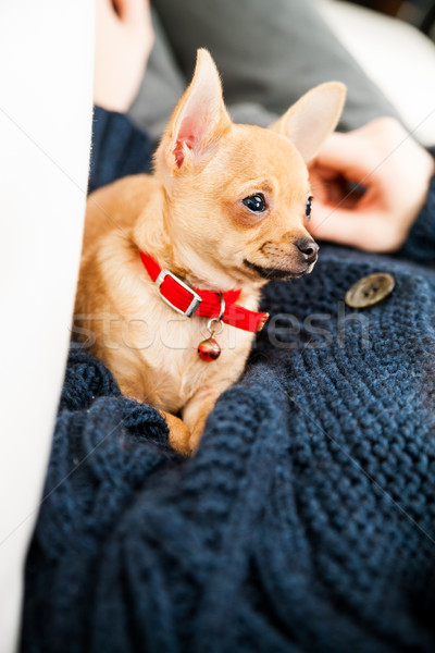 Chihuahua is in control over this man Stock photo © Giulio_Fornasar