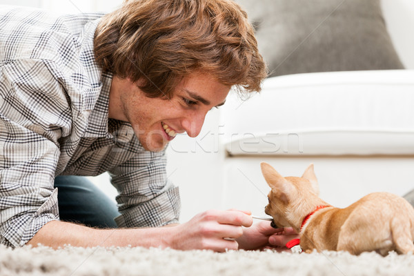 Smiling young man playing with a pet chihuahua Stock photo © Giulio_Fornasar