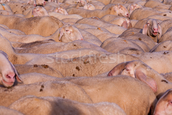 a graze of sheeps with one emerging Stock photo © Giulio_Fornasar