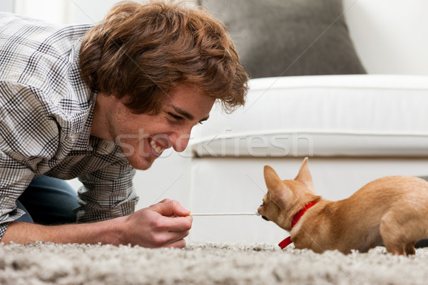 Little chihuahua having fun and games Stock photo © Giulio_Fornasar