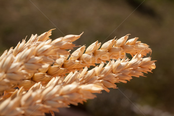 sheaf of wheat under the sun Stock photo © Giulio_Fornasar