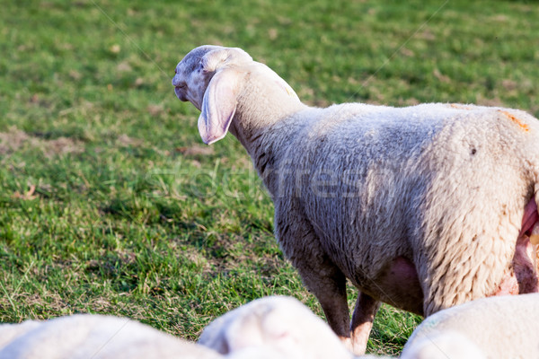 Külső mögött múlt fű kicsi bárány Stock fotó © Giulio_Fornasar