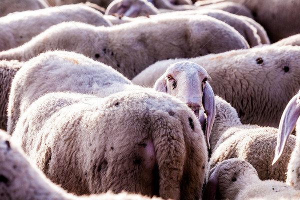come to light little sheep Stock photo © Giulio_Fornasar