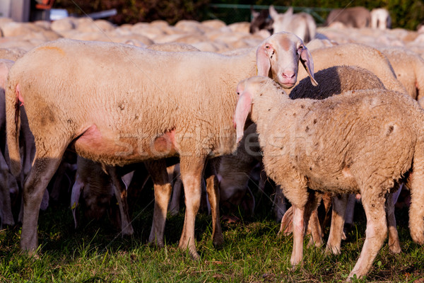 white sheeps in the countryside  Stock photo © Giulio_Fornasar