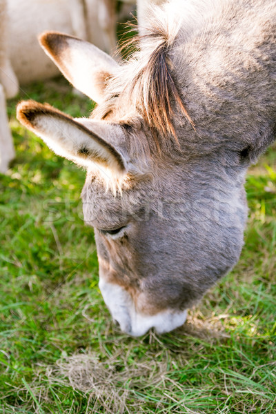 yummy says this donkey eating grass Stock photo © Giulio_Fornasar