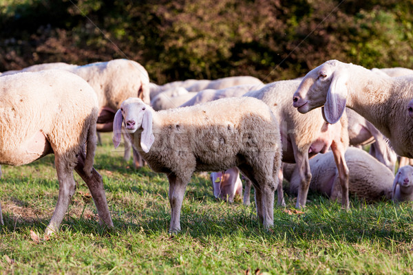 white sheeps in the countryside  Stock photo © Giulio_Fornasar