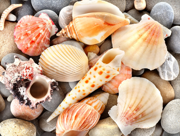 商业照片: 石    海    炮弹    性质    夏天    模式 / sea shells