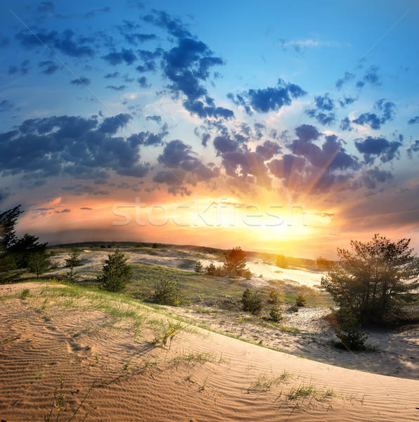 Vegetatie woestijn groene zonsondergang wolken zon Stockfoto © Givaga
