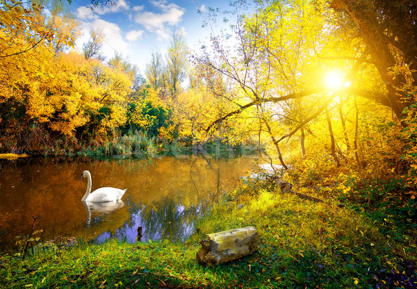 Blanche cygne lac automne forêt ciel [[stock_photo]] © Givaga