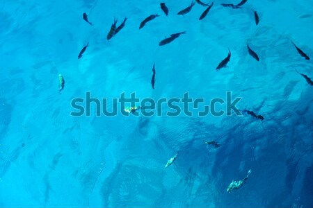 Mar rosso pesce blu natura mare sfondo Foto d'archivio © Givaga